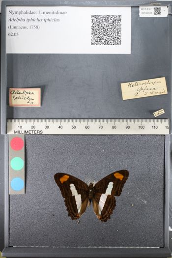 Media type: image;   Entomology 145334